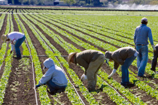 Immigrant Farmworkers