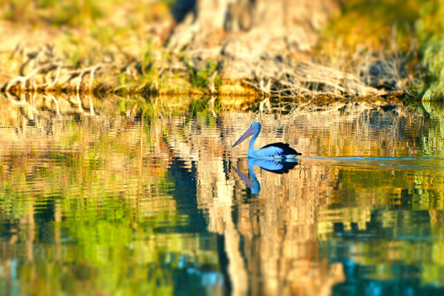 Pelican On Water
