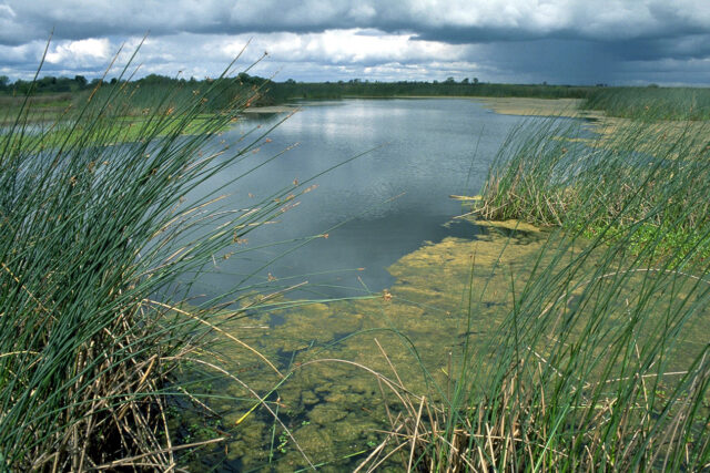 Waterways Delta Grass