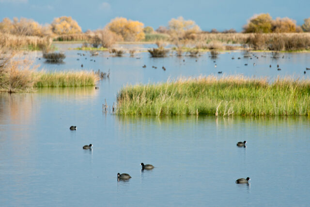 photo - Wildlife Refuge with Birds