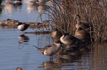 Ecosystem with birds