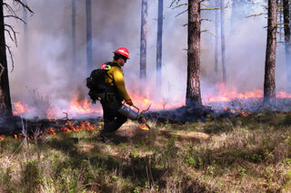 Photo of Headwater Forest Fire