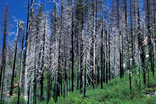 Forest Trees After Fire