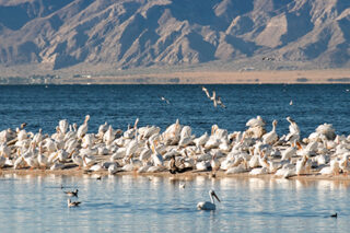 Salton Sea White Pelicans