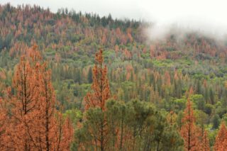 Pine trees dying from drought and pine beetle