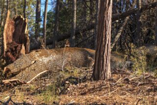 Dead trees of California