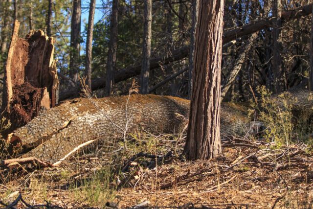 Dead trees of California