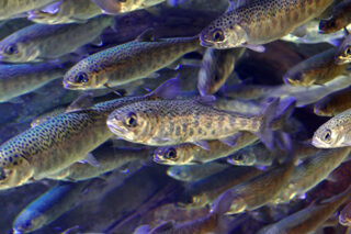 School Of Juvenile Coho Salmon