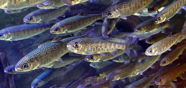 School Of Juvenile Coho Salmon