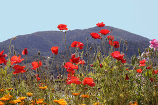 Flowers Mountain California