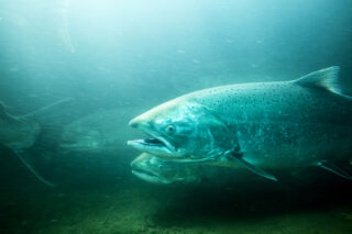 photo - steelhead trout