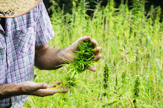 Man Harvesting Medical Marijuana