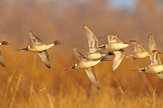 Northern Pintail (Anas acuta) by GaryKramer.net