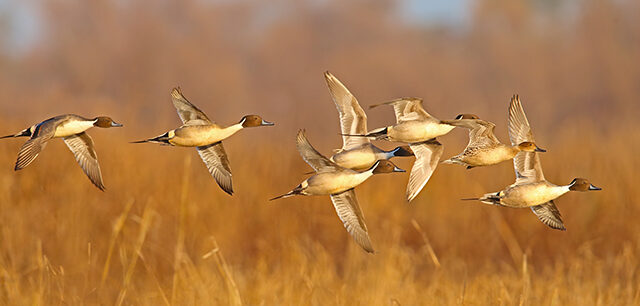 Northern Pintail (Anas acuta) by GaryKramer.net
