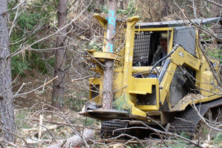 mechanical forest thinning
