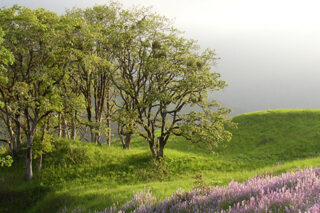 Spring Lupines Under Oaks