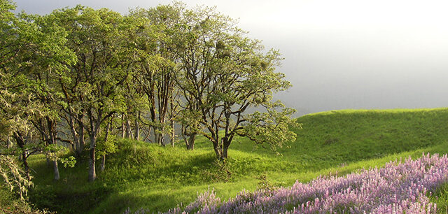 Spring Lupines Under Oaks