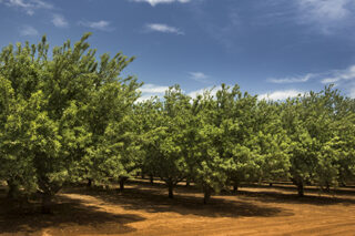Almond orchard in Salinas, CA