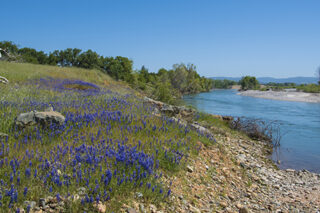 Yuba River