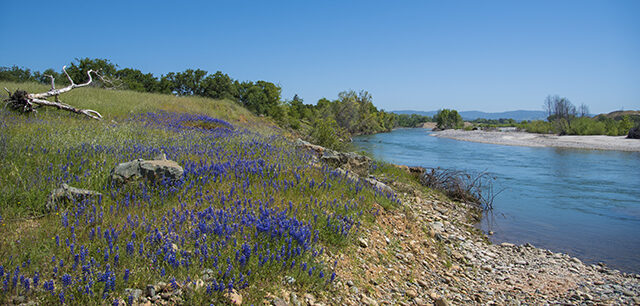 Yuba River