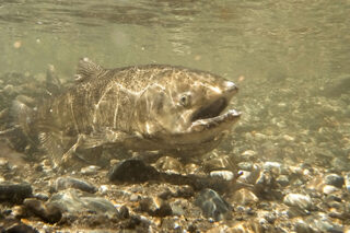KMG Gopro Fish 14005