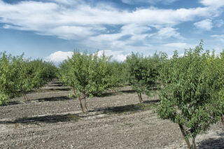 Photo of almond orchard in California