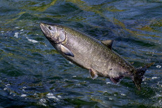 California Chinook Salmon Hen