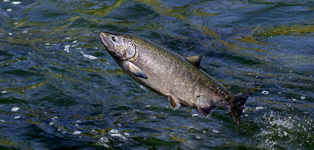 California Chinook Salmon Hen