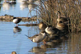 Photo of birds in water