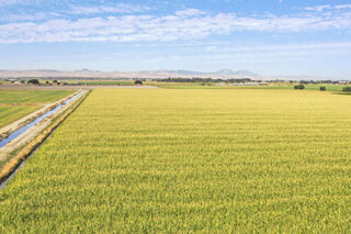 photo - cornfield