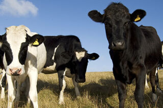 photo - Cows in a Field