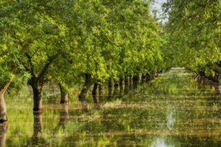 photo - Flood Irrigation in Almond Orchard
