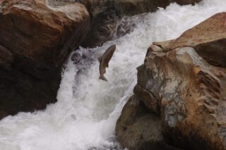 photo - Leaping Salmon