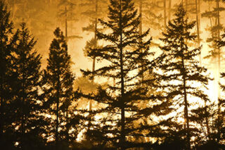 photo - forest and flames