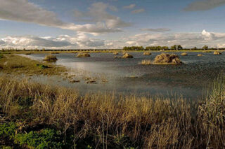 photo - Yolo Wetlands