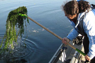 photo - Brazilian Waterweed Delta