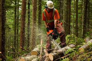 photo - Forestry Worker Thinning a Forest To Prevent Large Forest Fires