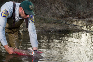 photo - Salmon Release into San Joaquin River