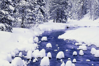 photo - Snow Covered Forest Along the Truckee River at Lake Tahoe,California