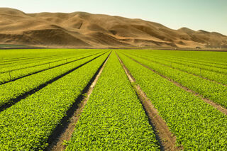 photo - Celery field in the Salinas Valley, California