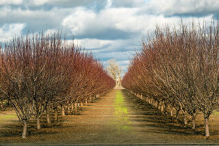 Photo of almond trees in San Joaquin Valley, California