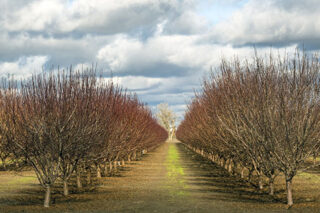 Almond Orchard