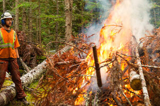 photo - Forestry Worker Performing a Controlled Burn