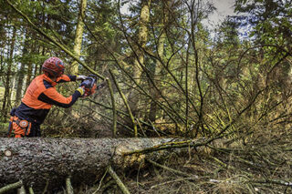 photo - Lumberjack Sawing a Fallen Tree in the Woods