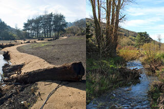 photo - Green Gulch Zen Center Restoration Project, from Accelerating Restoration Program
