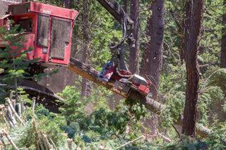 photo - Mechanical Thinning Equipment and Log