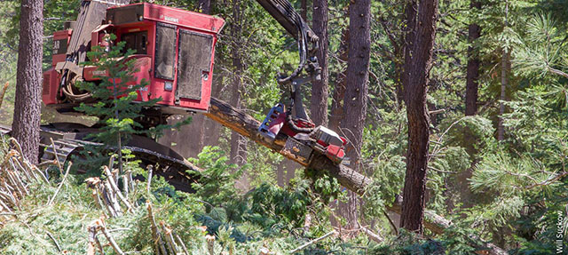 photo - Mechanical Thinning Equipment and Log