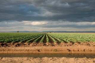 photo - Agriculture Field in Brawley, California - Pixel CA DWR
