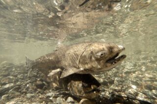 photo - photo - salmon-pixel-ca-dwr-KMG_gopro_fish_14043