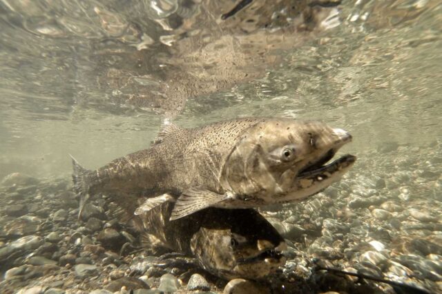 photo - photo - salmon-pixel-ca-dwr-KMG_gopro_fish_14043